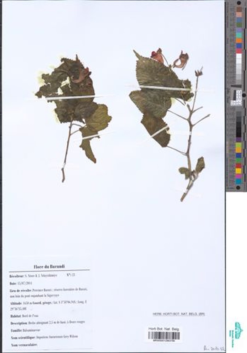 Impatiens bururiensis photo 4