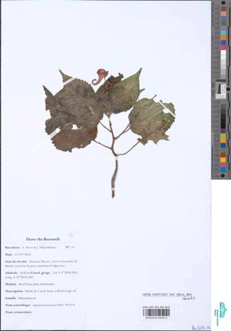 Impatiens bururiensis photo 5