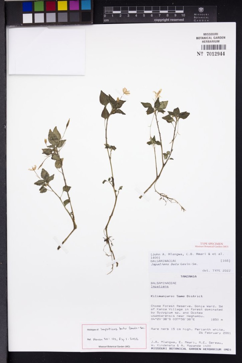 Impatiens butu