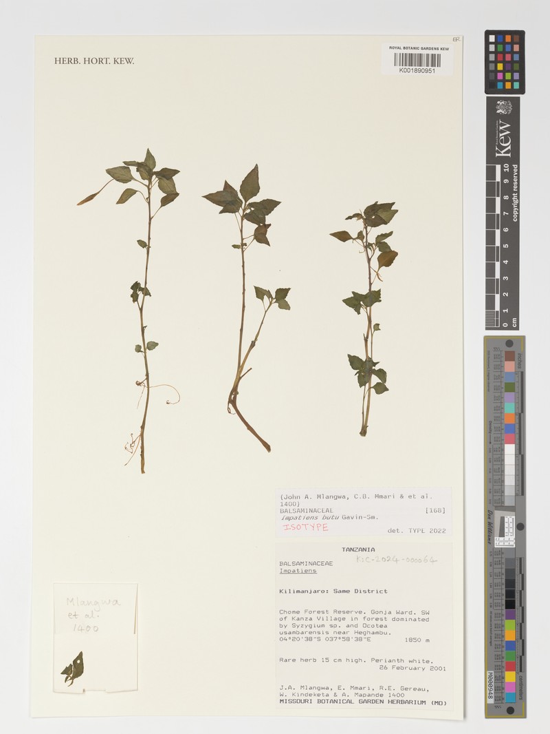 Impatiens butu photo 2
