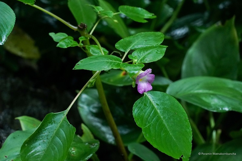 Impatiens calcicola