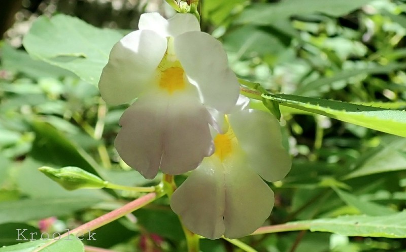 Impatiens calcicola photo 2