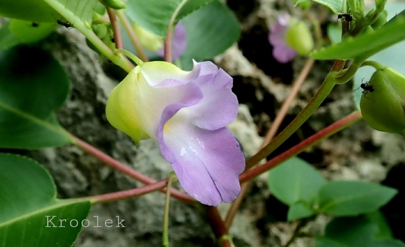 Impatiens calcicola photo 3
