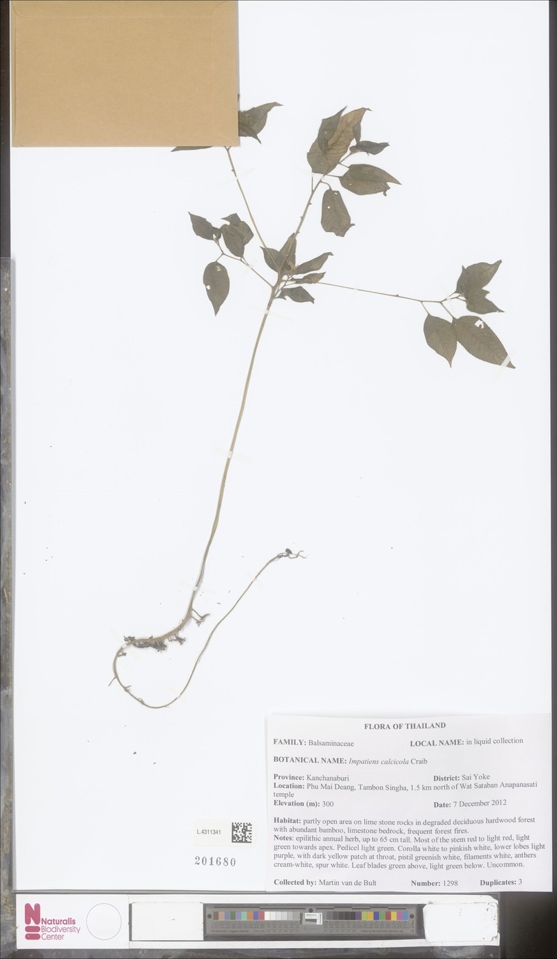 Impatiens calcicola photo 6