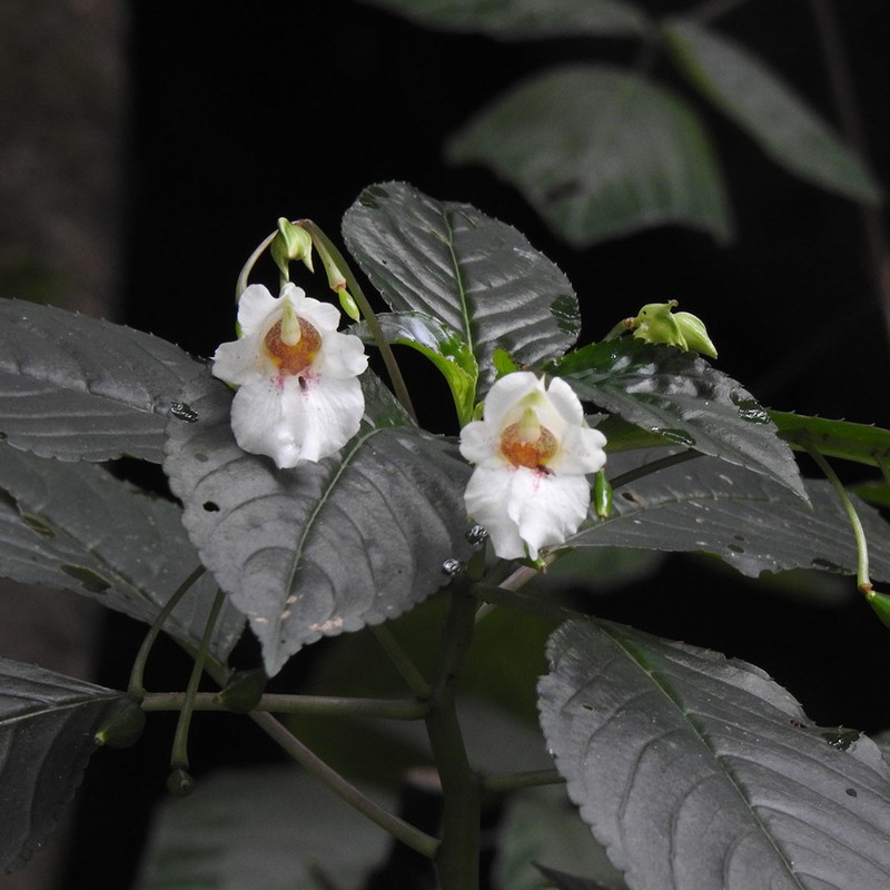 Impatiens campanulata photo 2