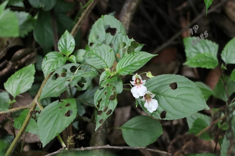 Impatiens campanulata photo 3