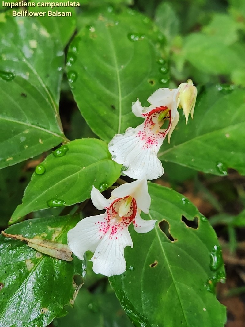 Impatiens campanulata photo 4