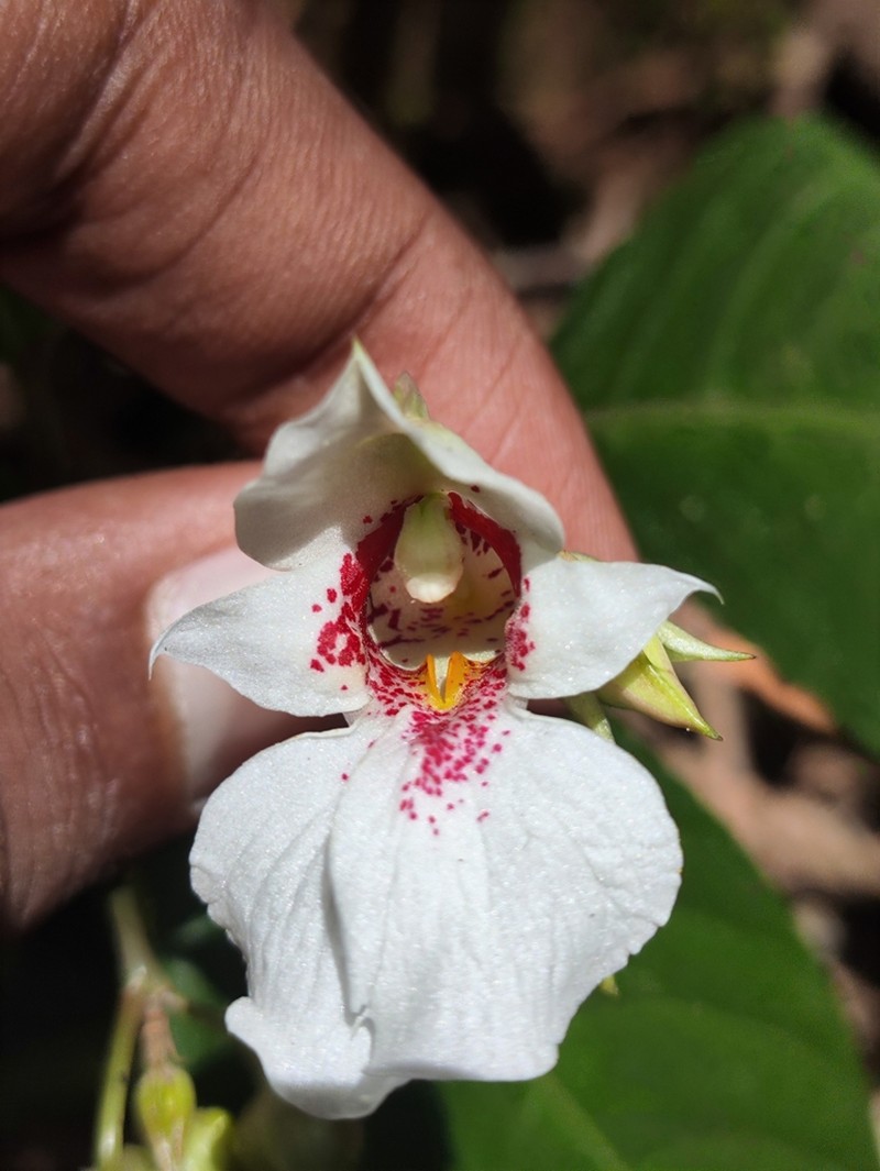 Impatiens campanulata photo 5