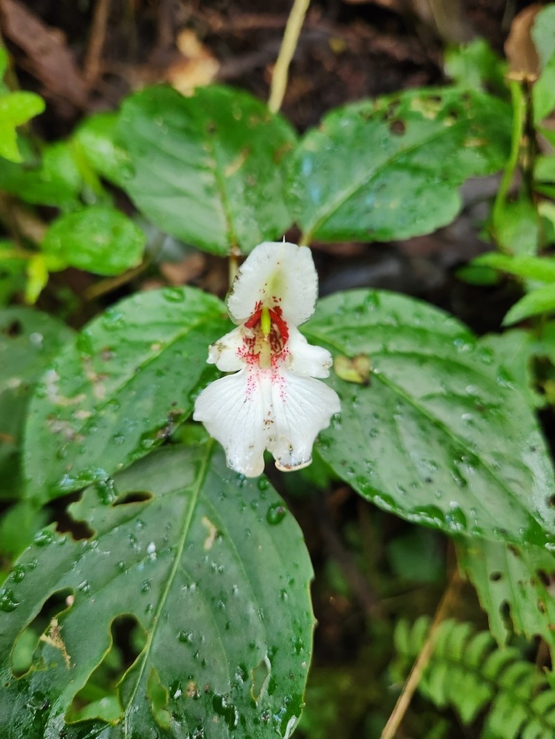 Impatiens campanulata photo 6