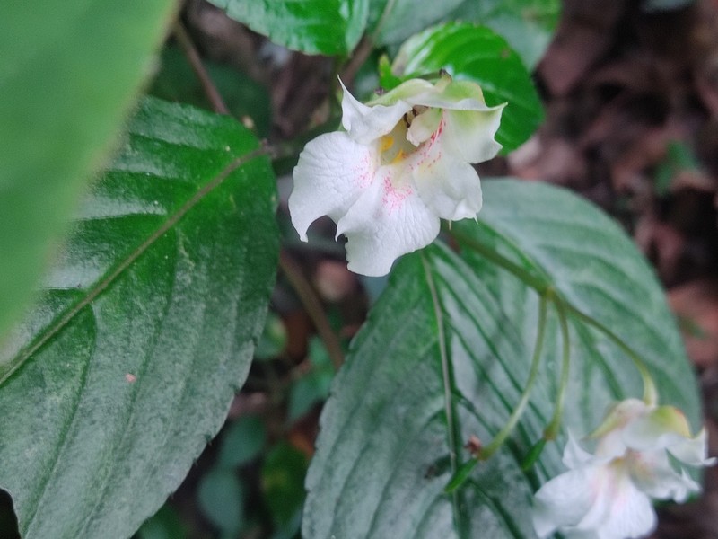 Impatiens campanulata photo 7