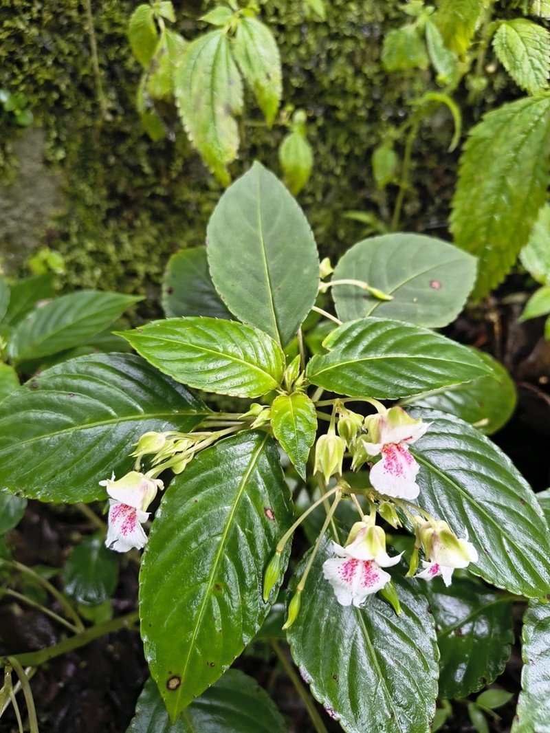 Impatiens campanulata photo 8