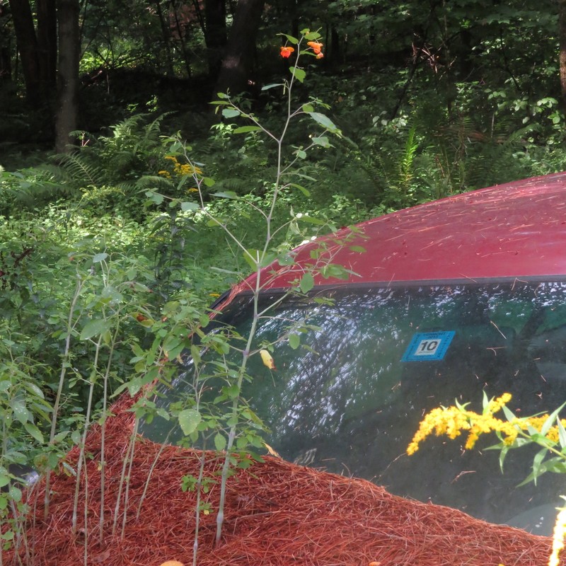 Jewelweed photo 2