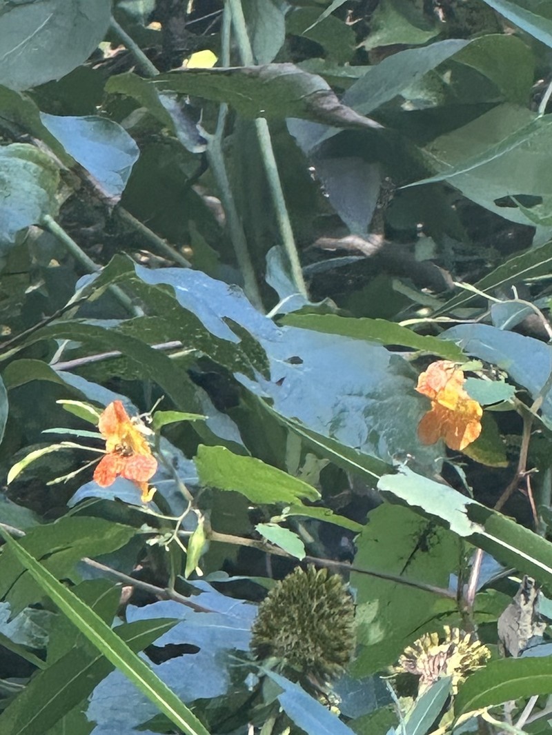 Jewelweed photo 3