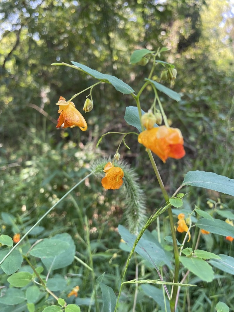 Jewelweed photo 4