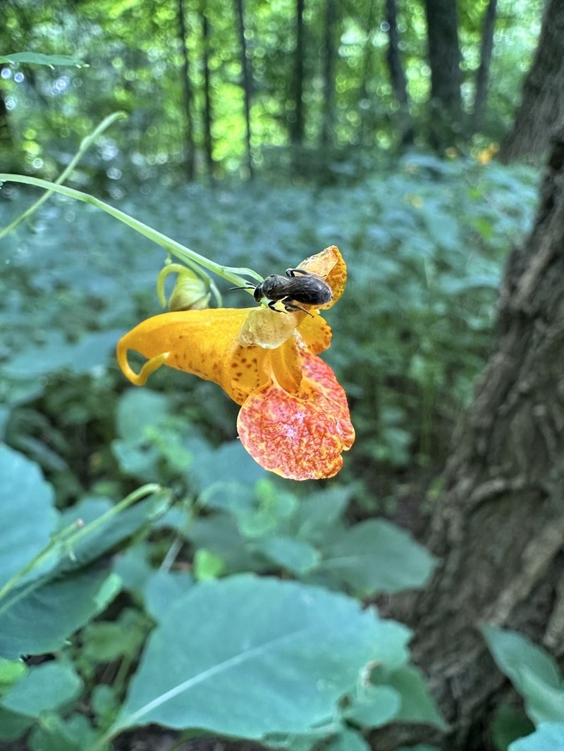 Jewelweed photo 6