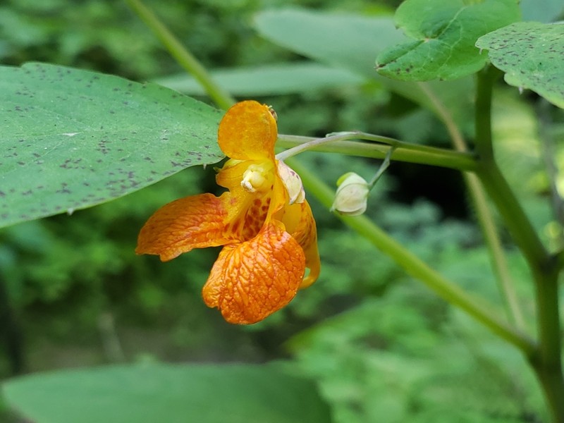 Jewelweed