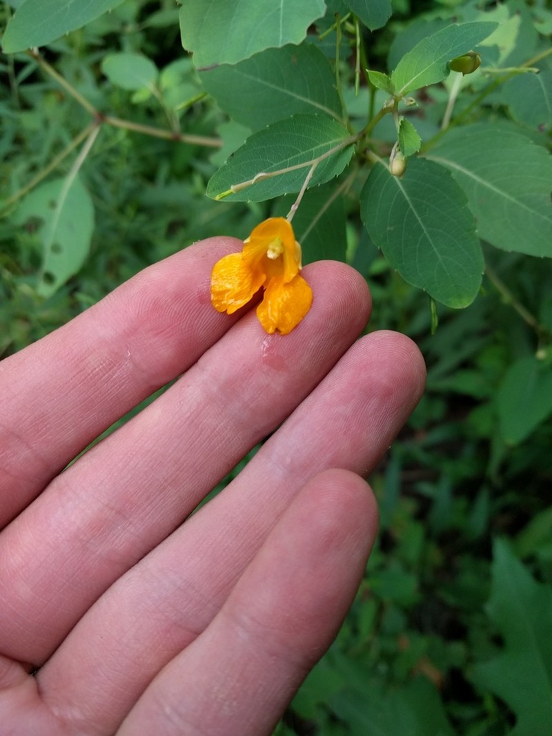 Jewelweed photo 7