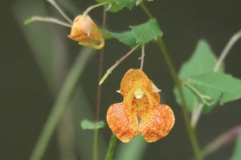 Jewelweed photo 8