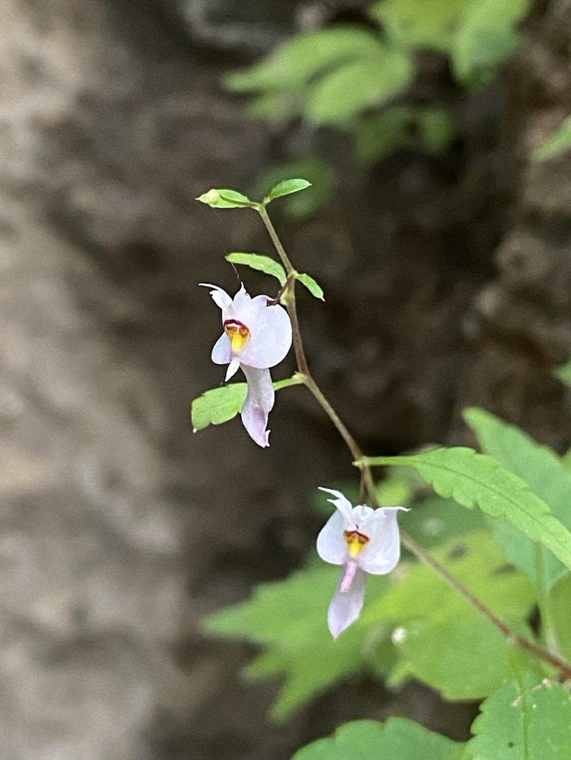 Impatiens capillipes