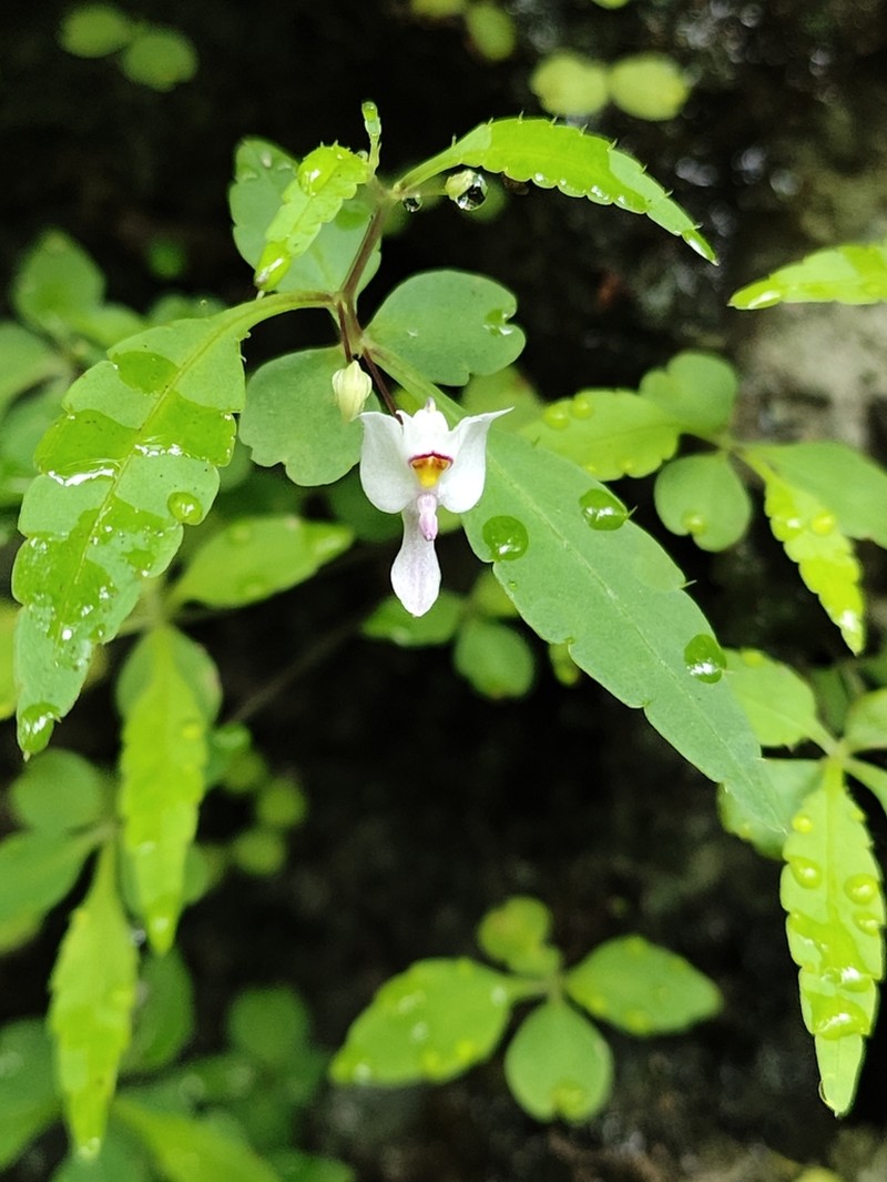 Impatiens capillipes photo 2