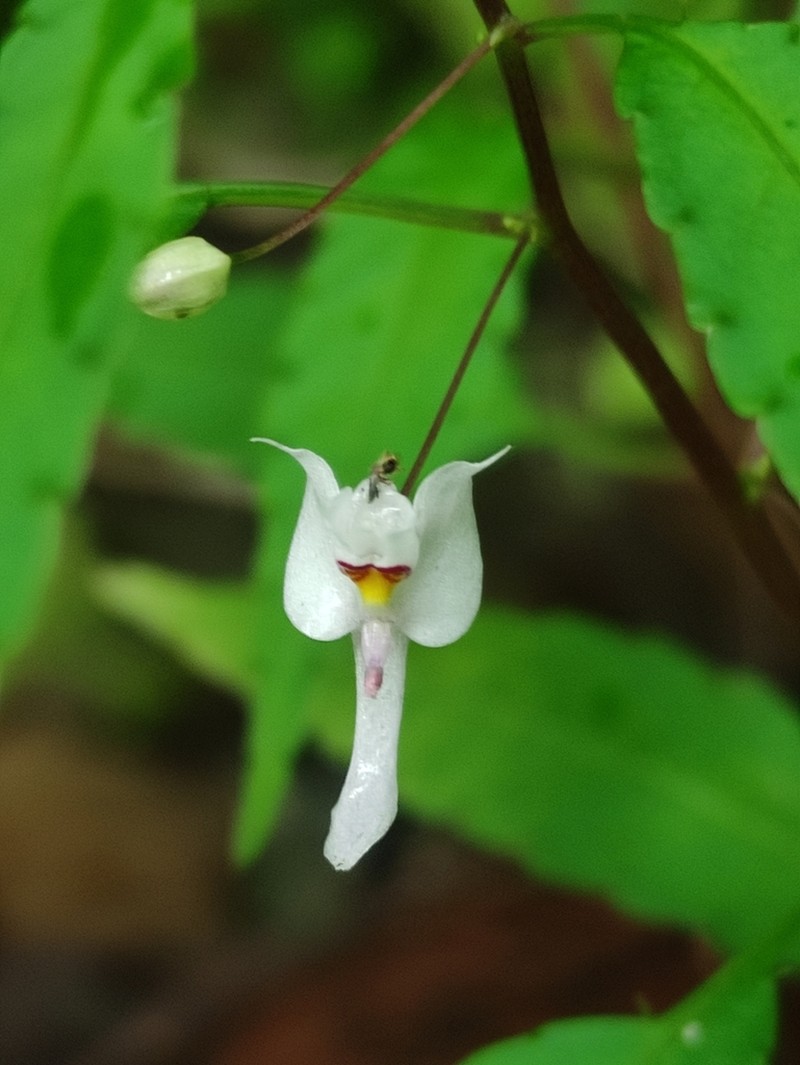 Impatiens capillipes photo 3