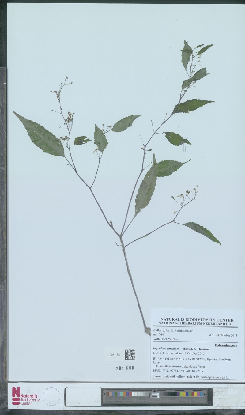 Impatiens capillipes photo 5