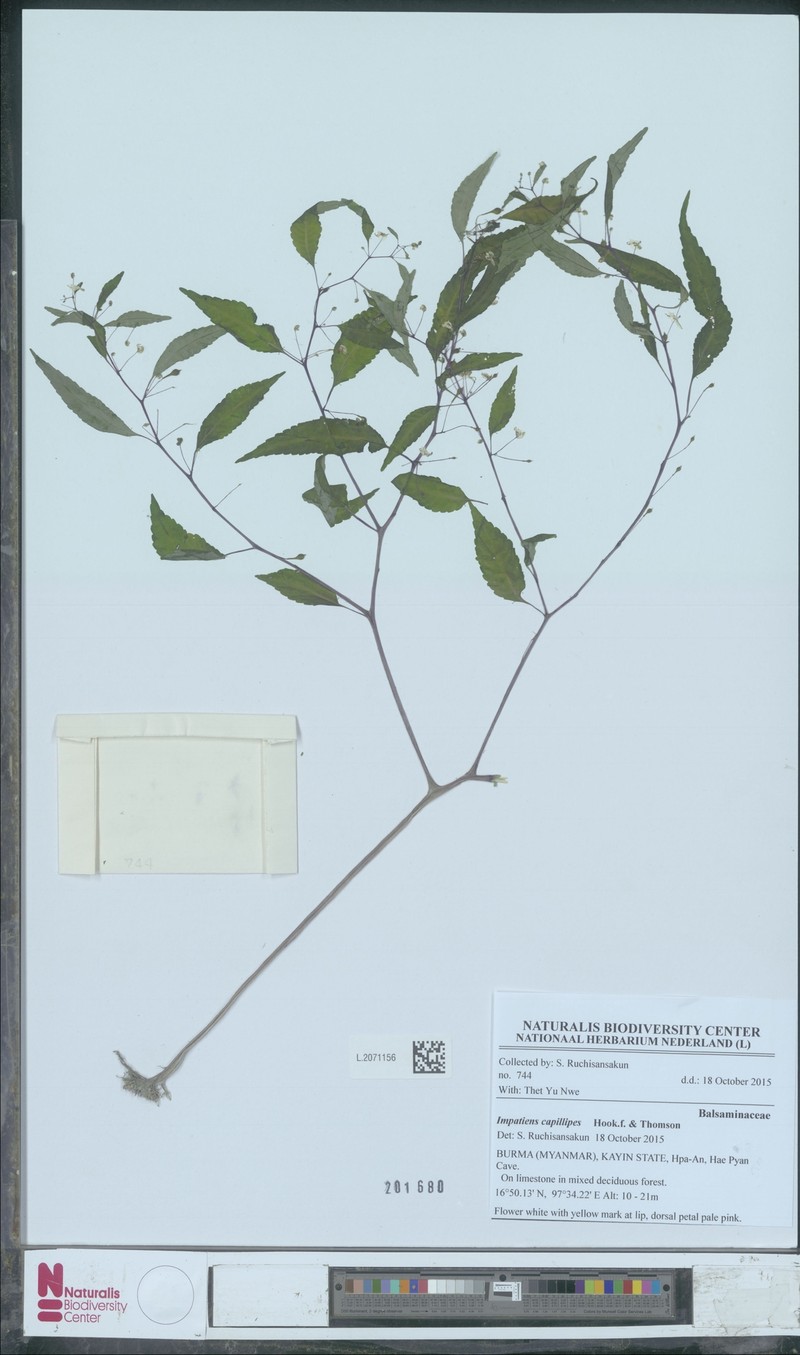 Impatiens capillipes photo 6