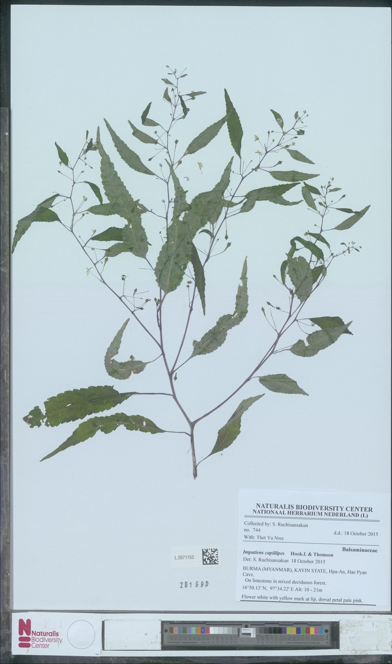 Impatiens capillipes photo 7