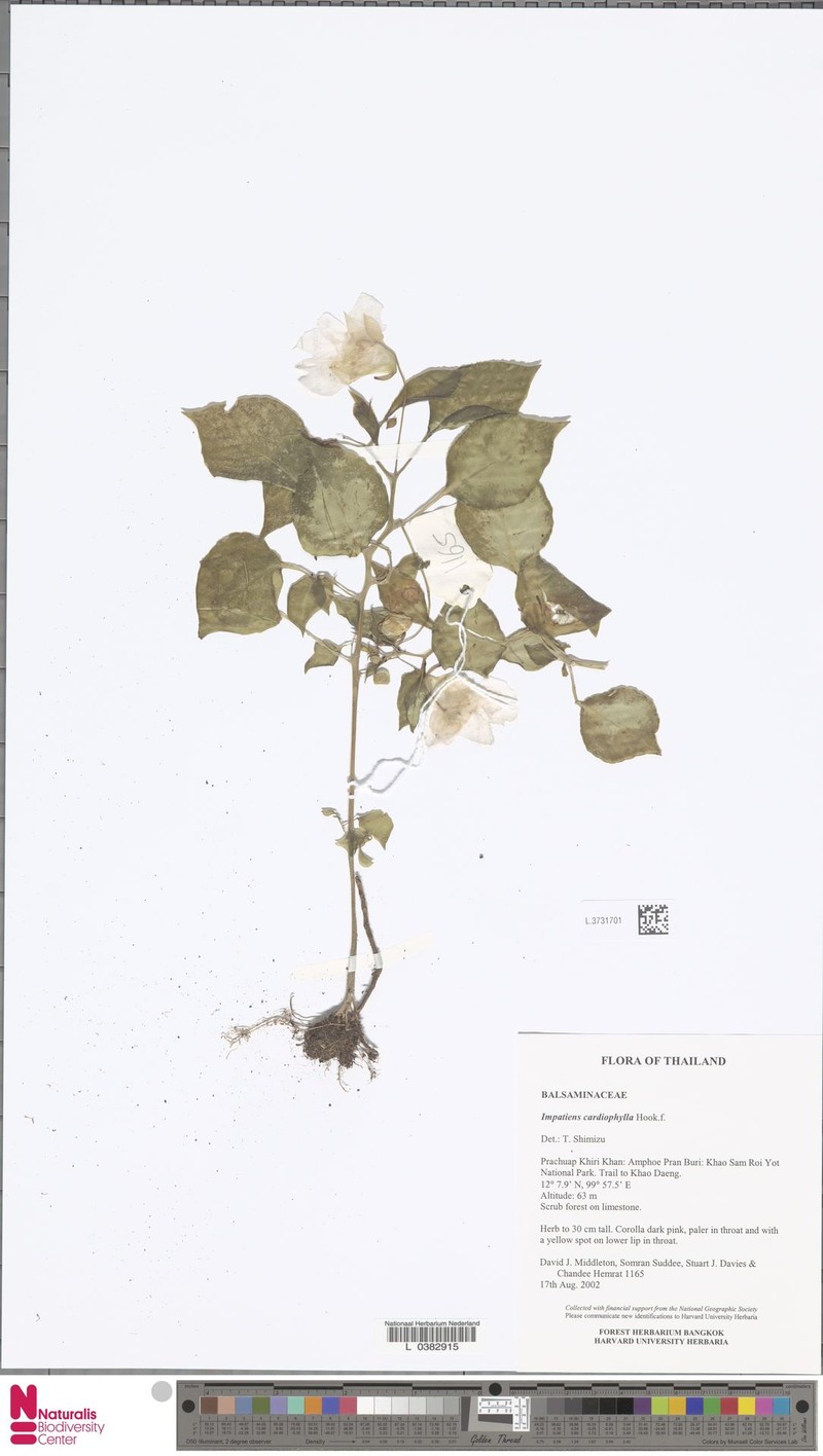 Impatiens cardiophylla