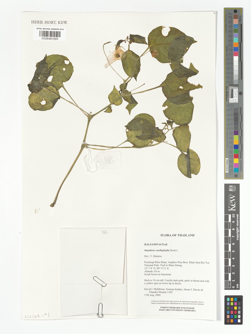 Impatiens cardiophylla photo 2