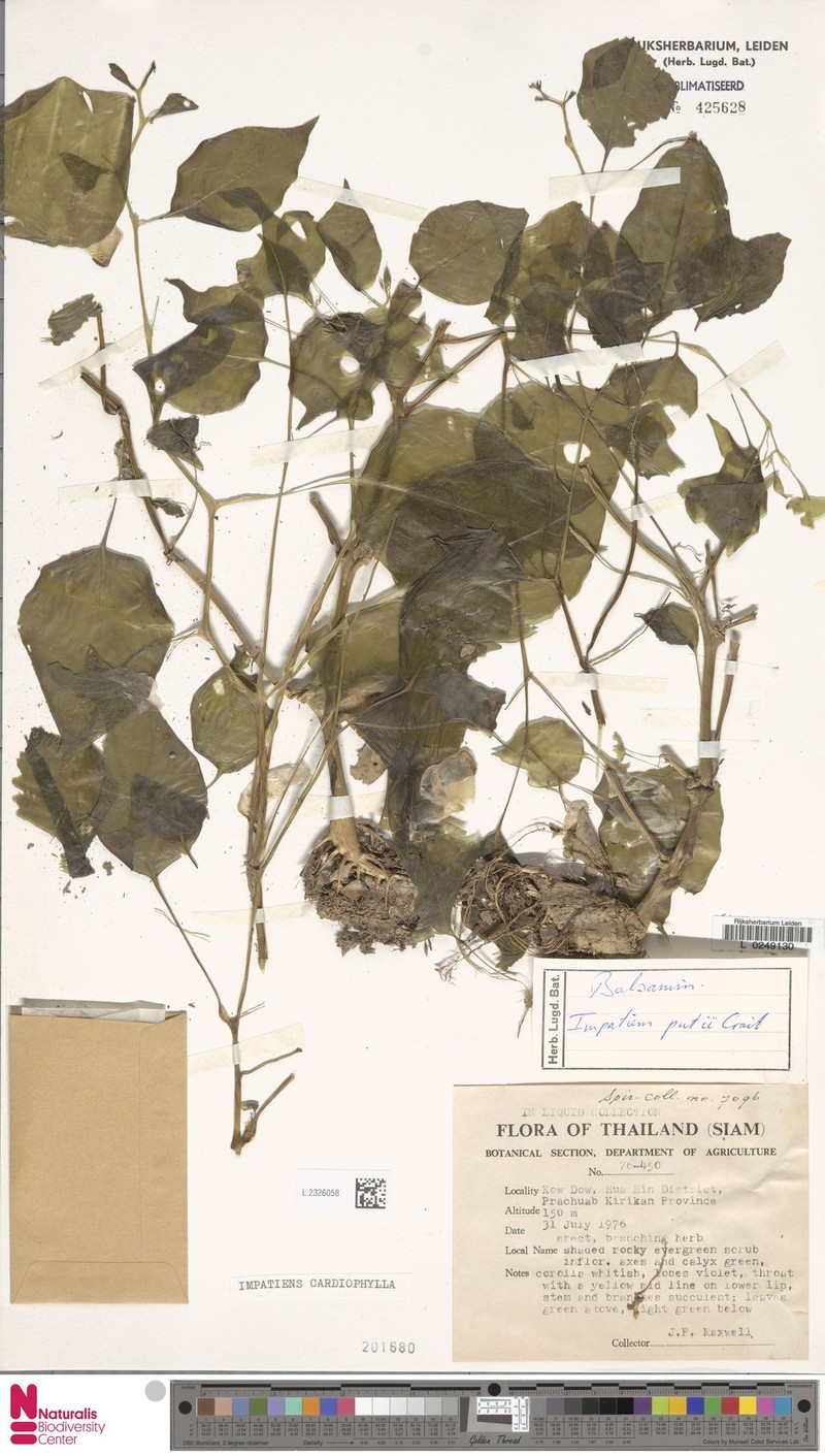 Impatiens cardiophylla photo 3