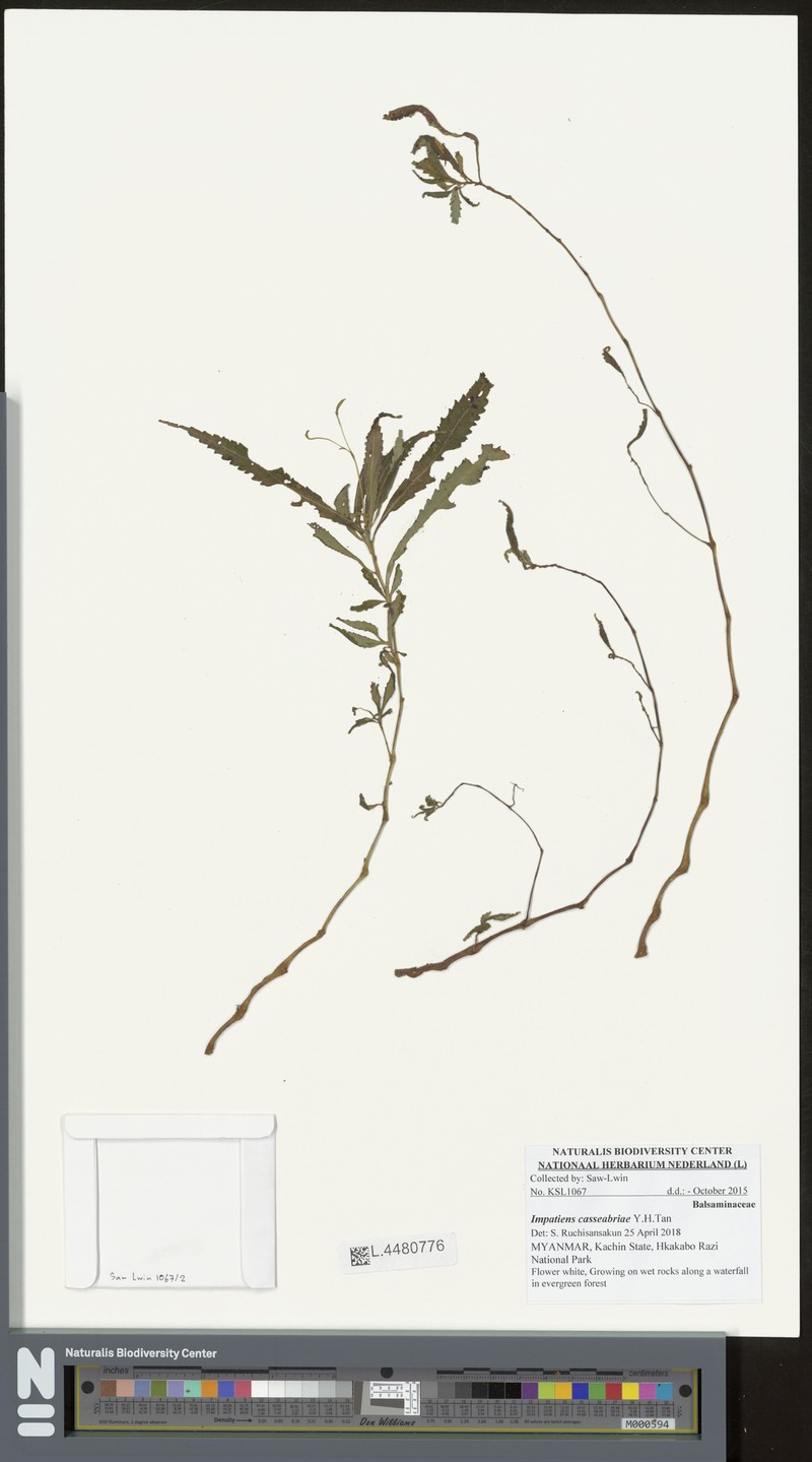 Impatiens casseabriae