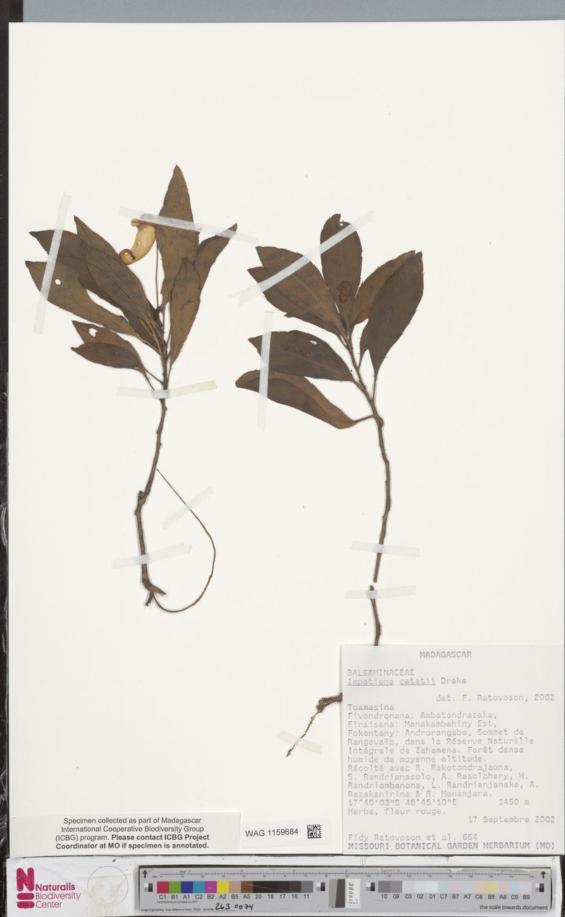 Impatiens catati