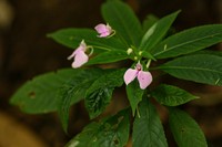 Impatiens cecilii