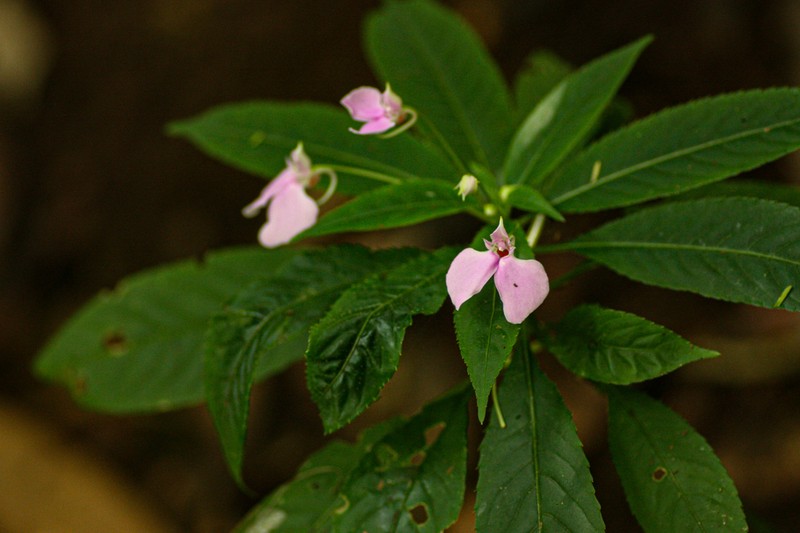 Impatiens cecilii