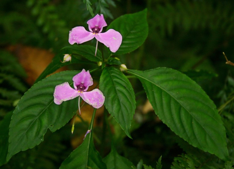 Impatiens cecilii photo 2