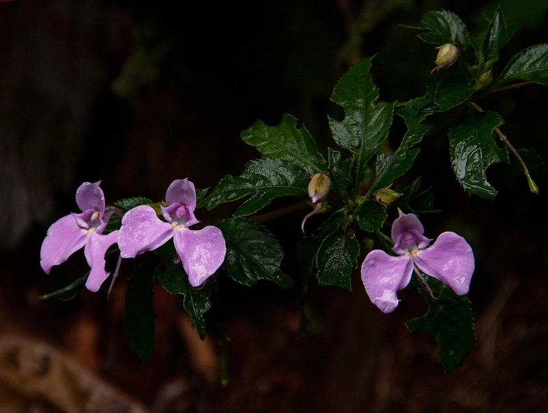 Impatiens cecilii photo 3