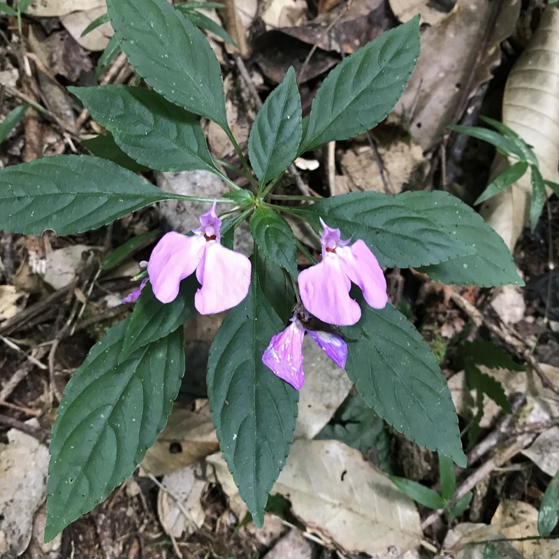 Impatiens cecilii photo 4