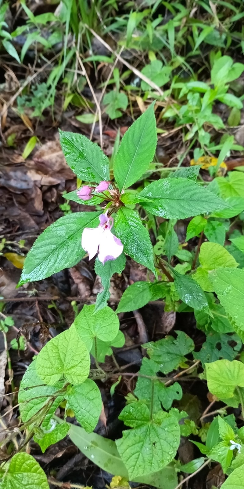Impatiens cecilii photo 5