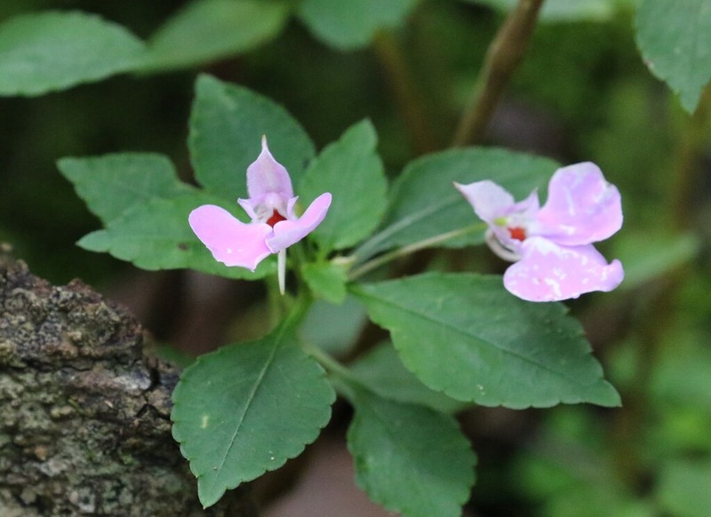 Impatiens cecilii photo 6