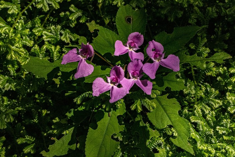 Impatiens cecilii photo 7
