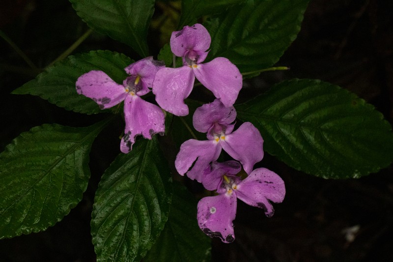 Impatiens cecilii photo 8