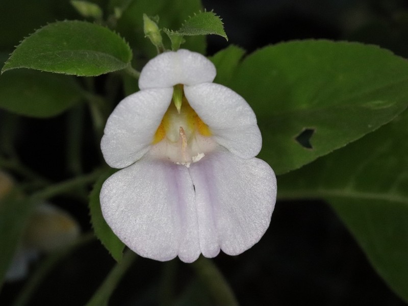 Impatiens centralis