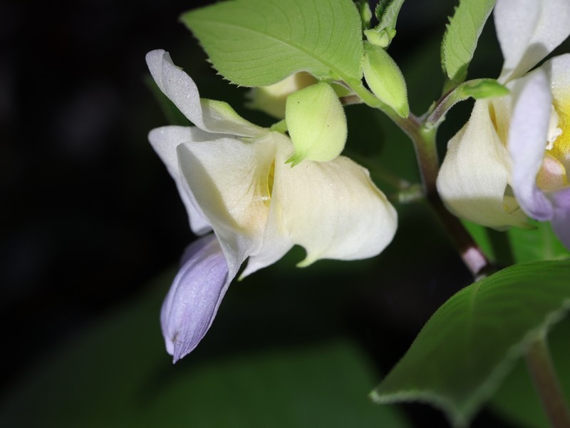 Impatiens centralis photo 2