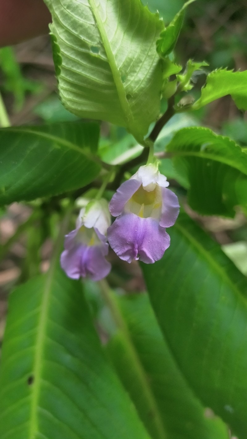 Impatiens centralis photo 3