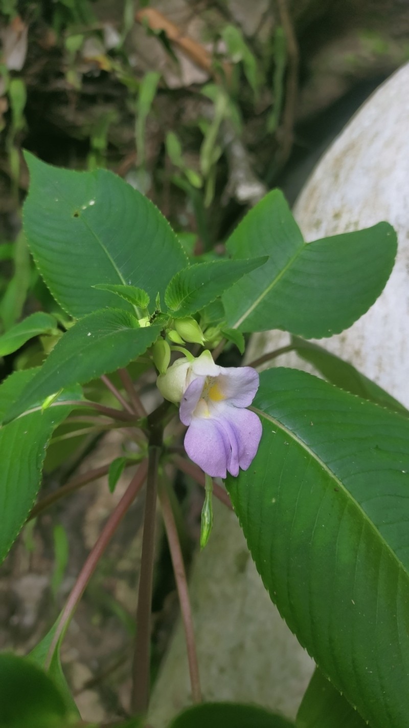 Impatiens centralis photo 4