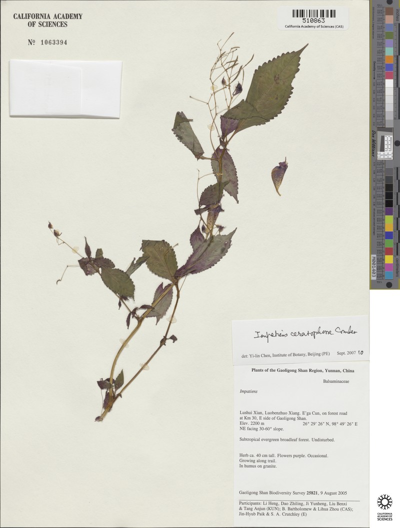 Impatiens ceratophora