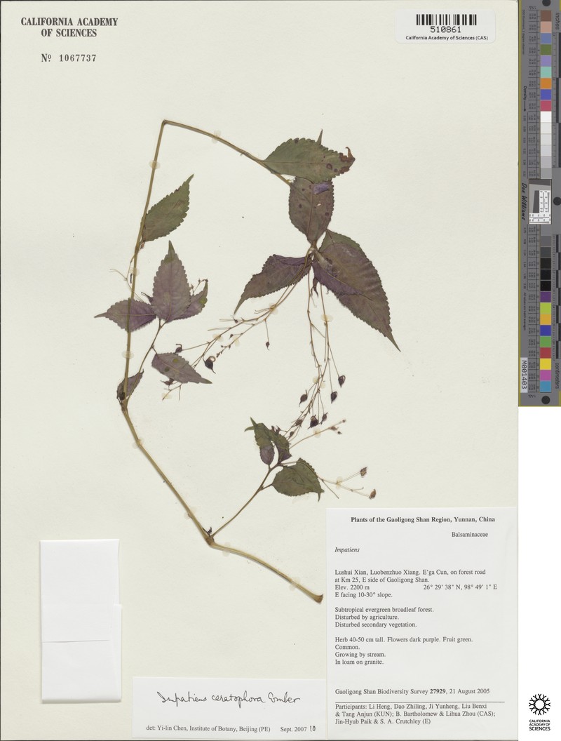 Impatiens ceratophora photo 2