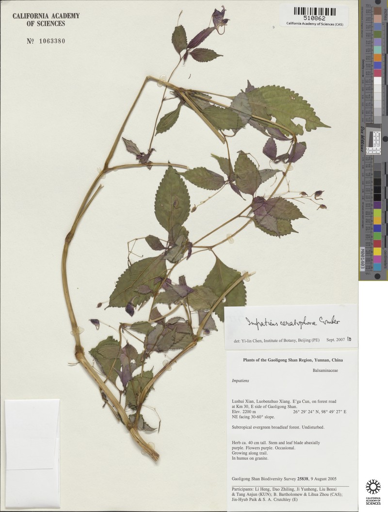 Impatiens ceratophora photo 3