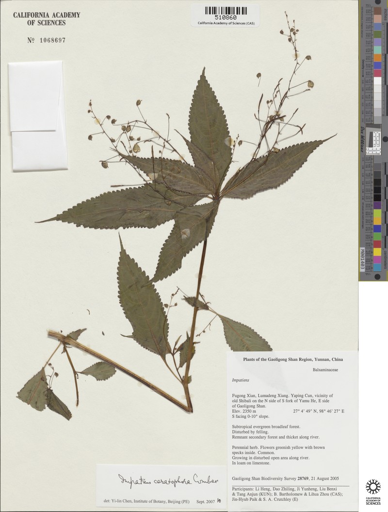 Impatiens ceratophora photo 4